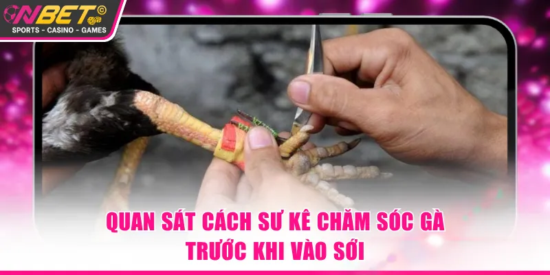 Quan sát cách sư kê chăm sóc gà trước khi vào sới